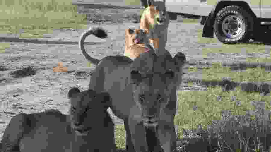 Lion Encounter During Safari