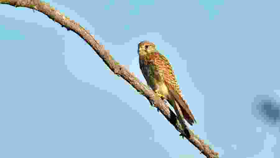 Eurasian Kestrel