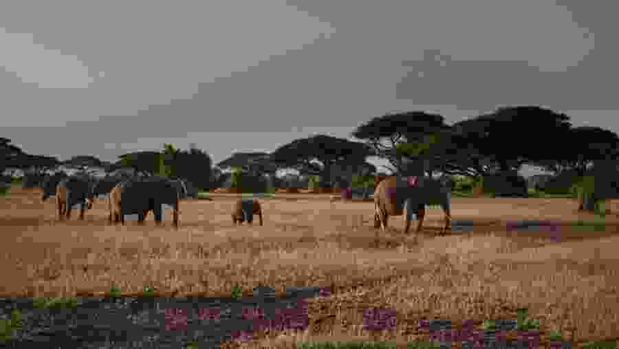 Elephants at Amboseli National Park