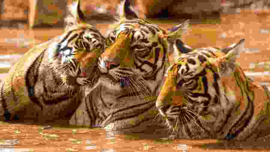 Majestic Tigers in water in Ranthambore National Park