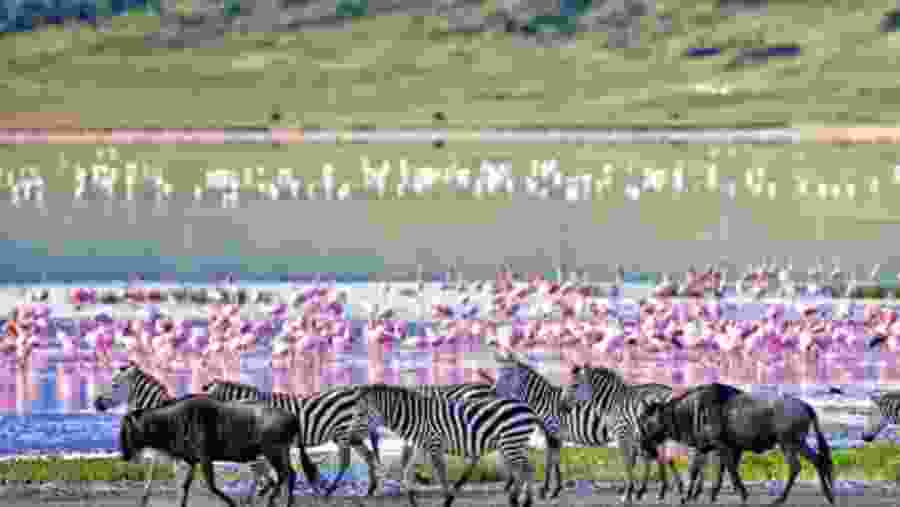 Flamingoes at Lake Manyara