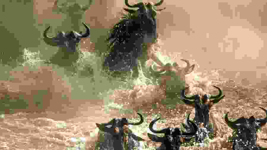 Wildlife in Serengeti