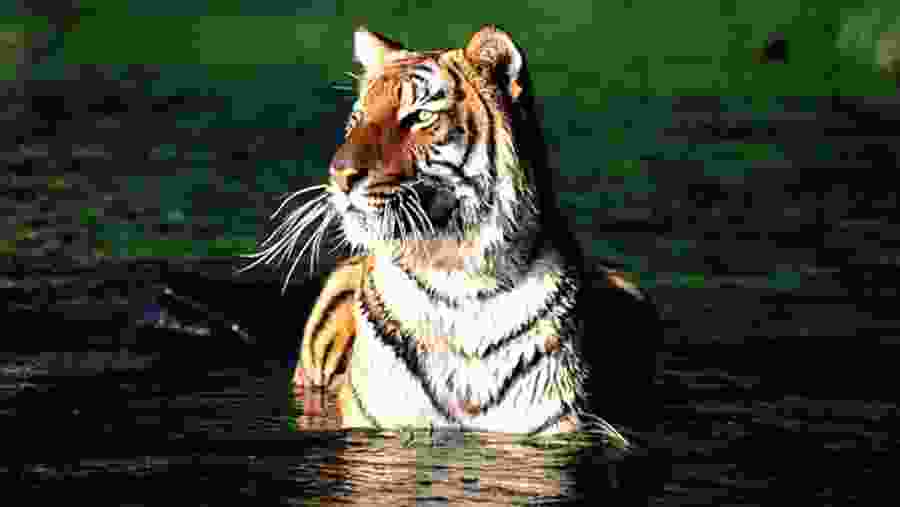 Royal Bengal Tiger of Sunderbans