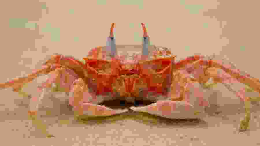 Crab