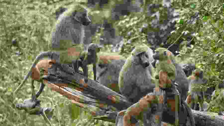Baboons at Lake Manyara