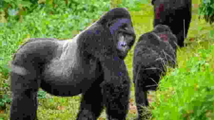 Gorilla Trekking in Volcanoes National Park