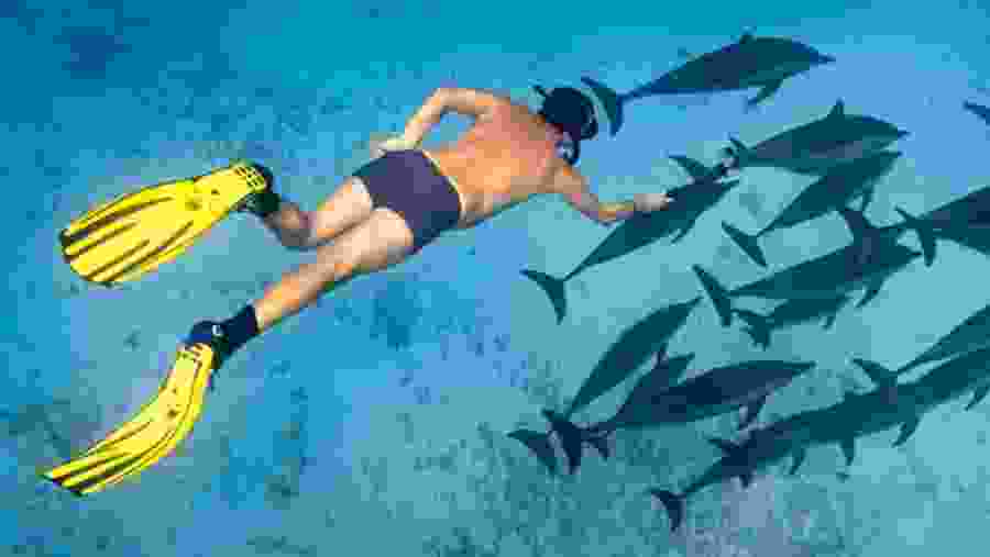 Travelers swimming in the Satayh Dolphin Reef