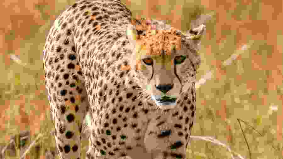 Cheetah in Amboseli National Park