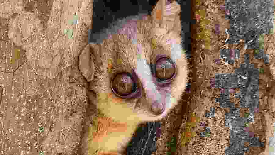 Spot the mouse lemurs at Kirindy Forest Park