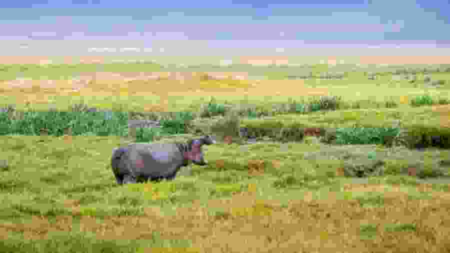 Tarangire National Park