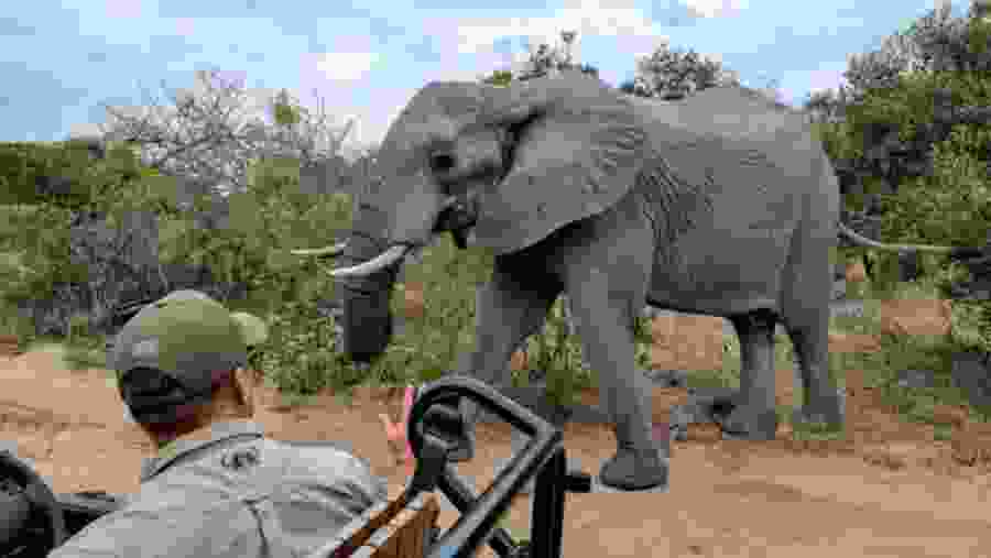 Witness the African wildlife