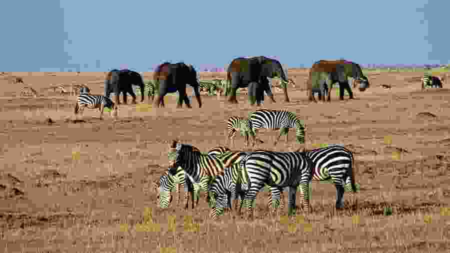 Zebras