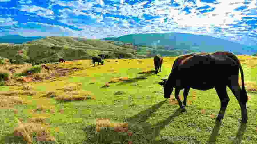 Yangmingshan