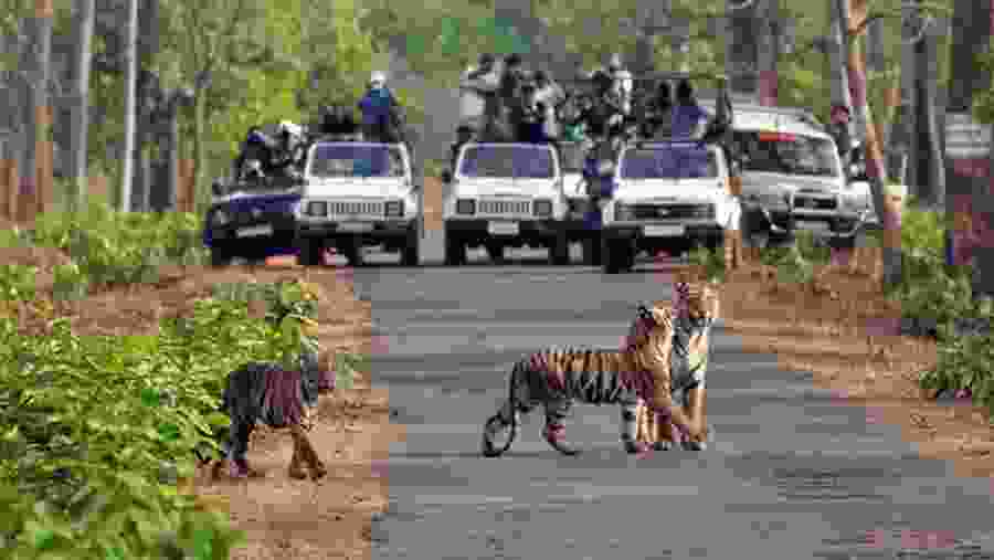 Embark on an Exciting Corbett Jungle Safari