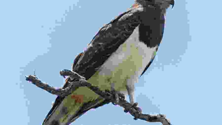 Spot Black-Chested Snake Eagle, Murchison National Park, Uganda