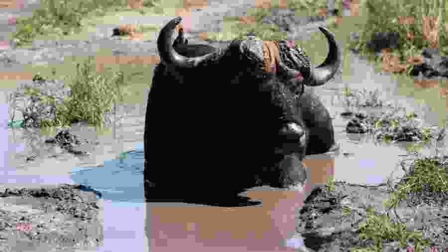 Buffalo in Moremi