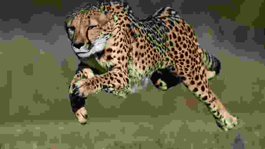 Marvel at the sightings of deadly African predators