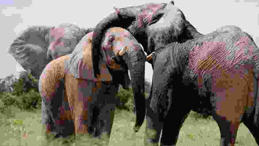 Bush Elephant