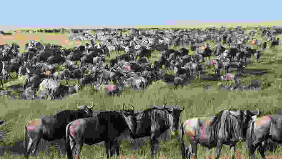 Tanzania Safari Tour