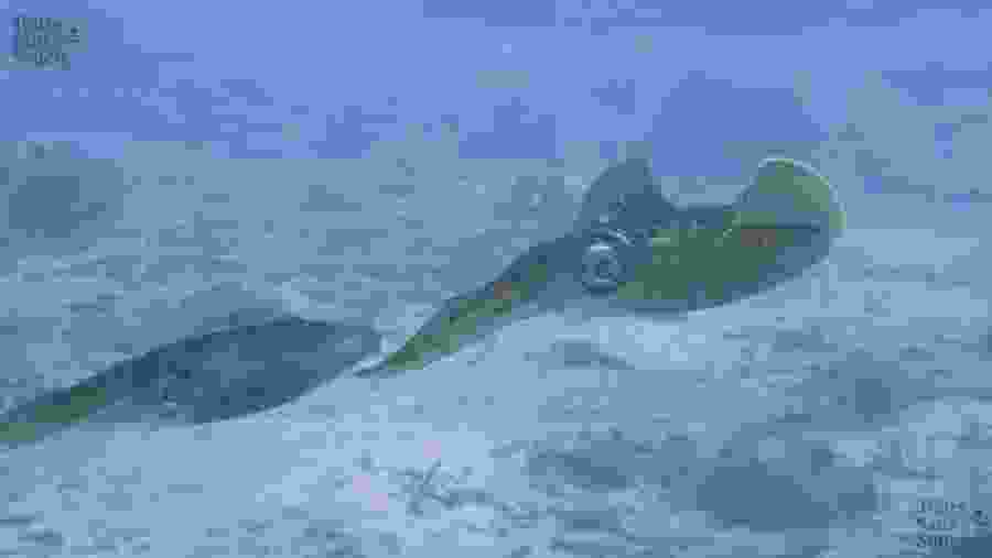 Scuba Diving