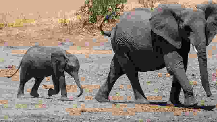 Bush Elephant