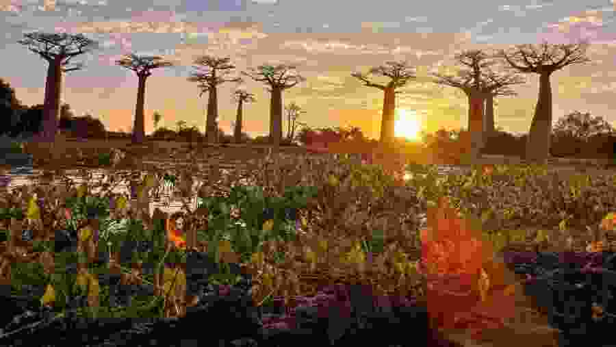 Baobab avenue