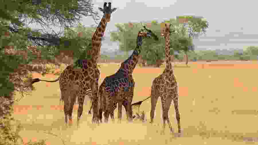 Masai Giraffe