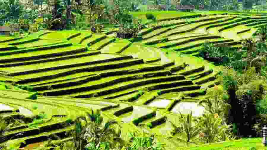 Jatiluwih’s UNESCO heritage-listed rice fields