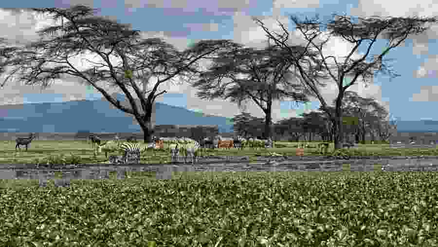 Zebras in Crescent Island Sanctuary