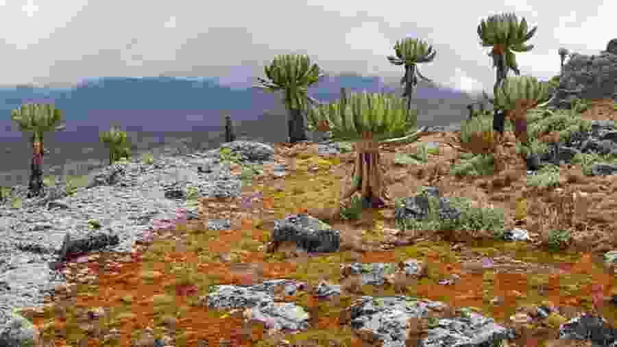 Mount Elgon Trekking