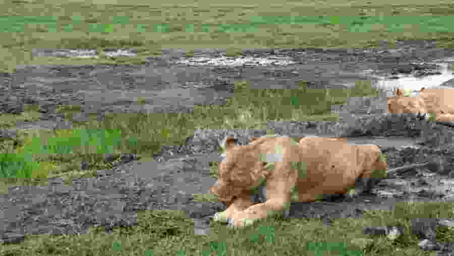 African Lion