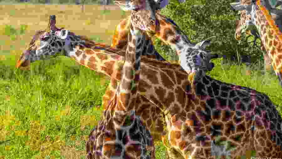 Spot towering giraffes at Tarangire National Park