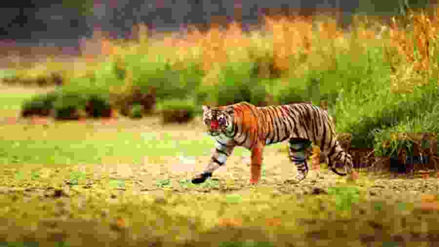 Spot tiger at the National Park