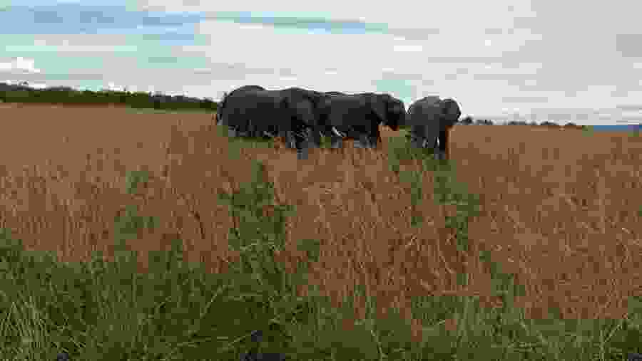 Elephants