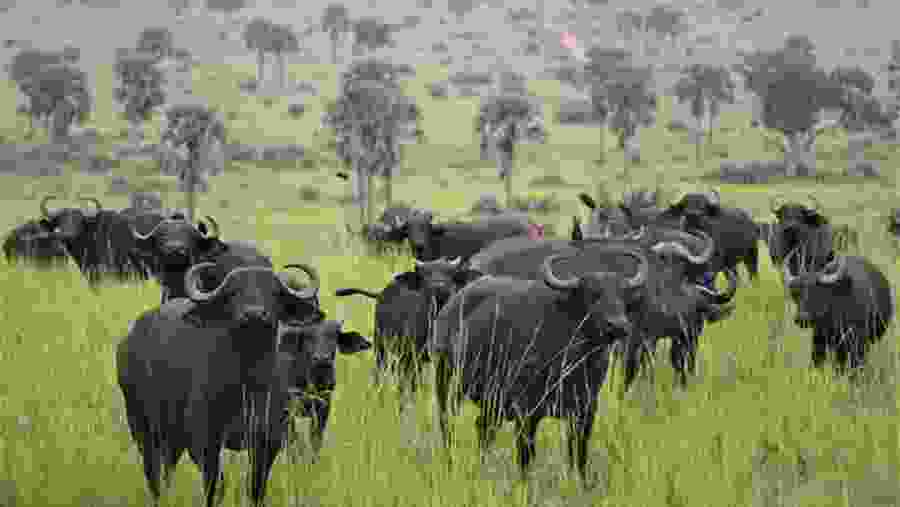 African Buffalo spotted in the safari