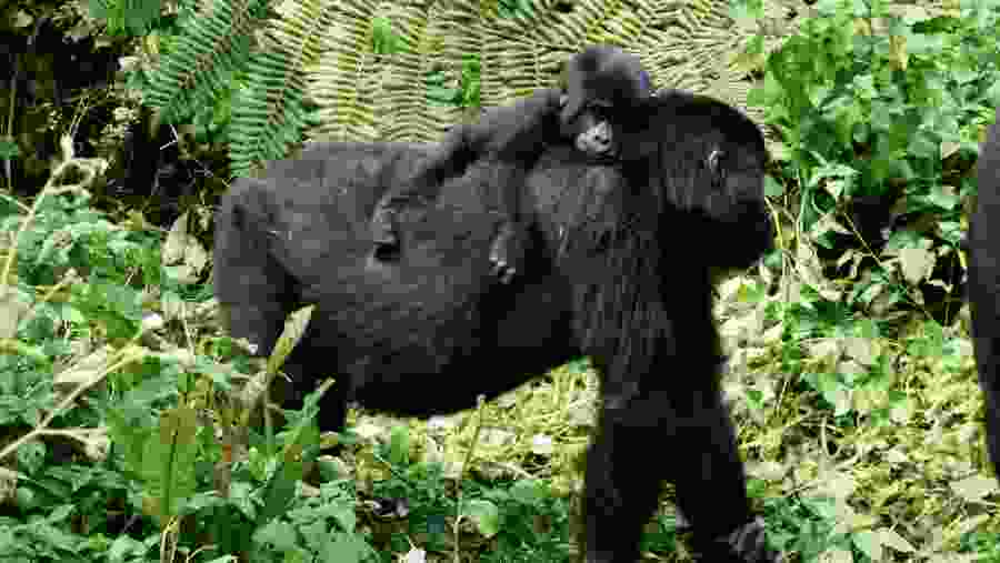 Gorillas spotted