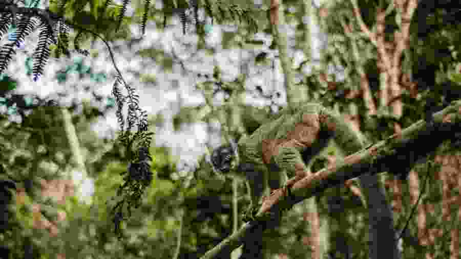 Lemurs