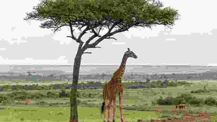 Spot towering giraffes