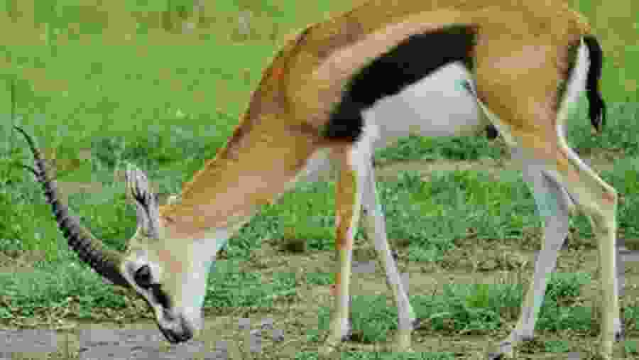 Kenya Budget Camping Adventure