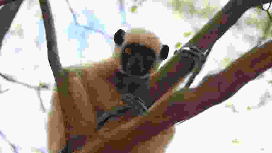 Brown Lemur