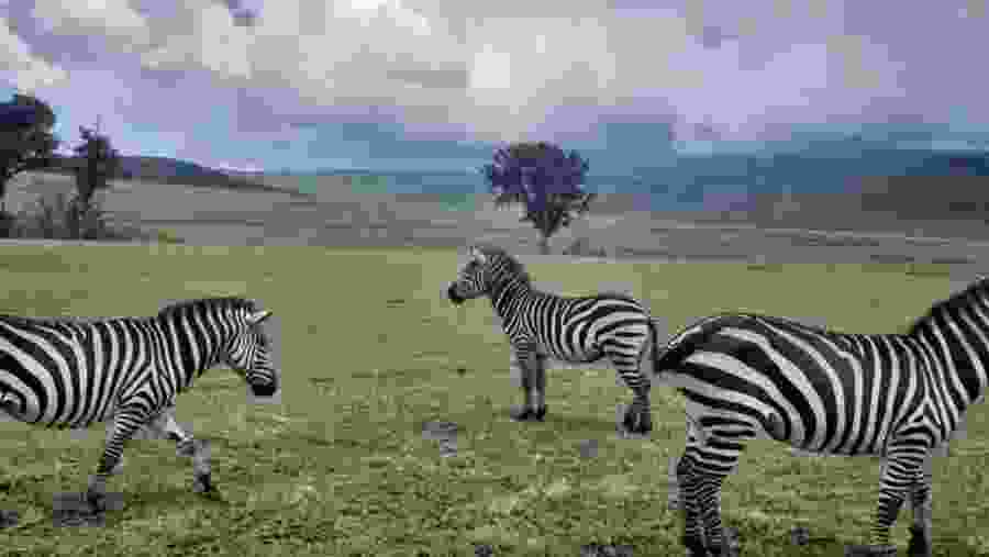 Animal Encounter