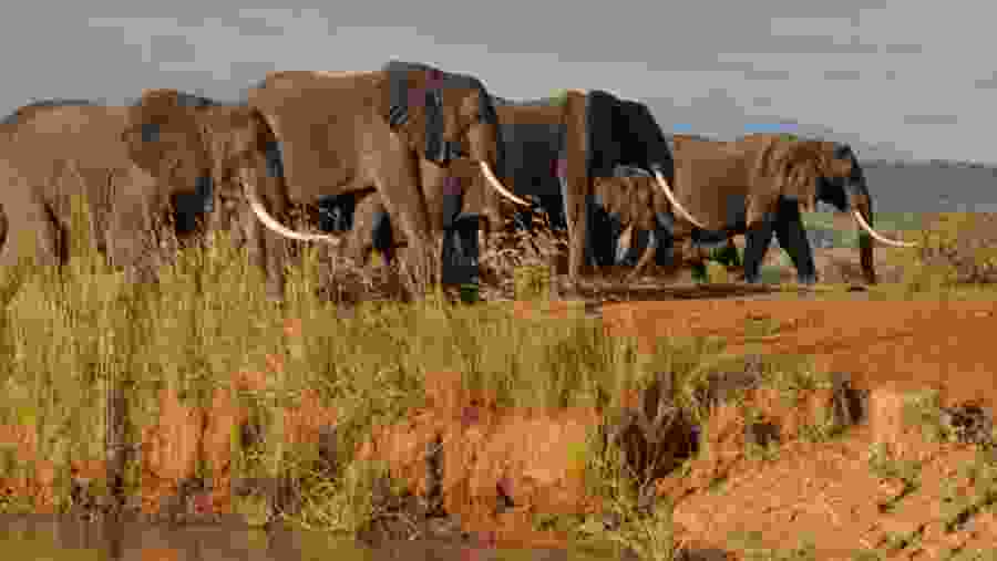 Witness the African wildlife
