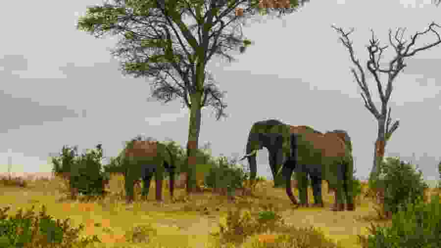 Manyara Lake National park