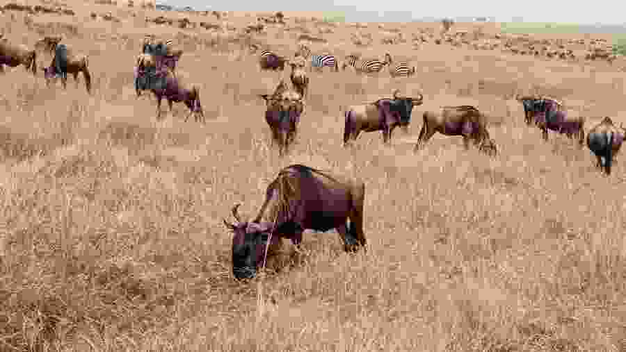 Wildebeest