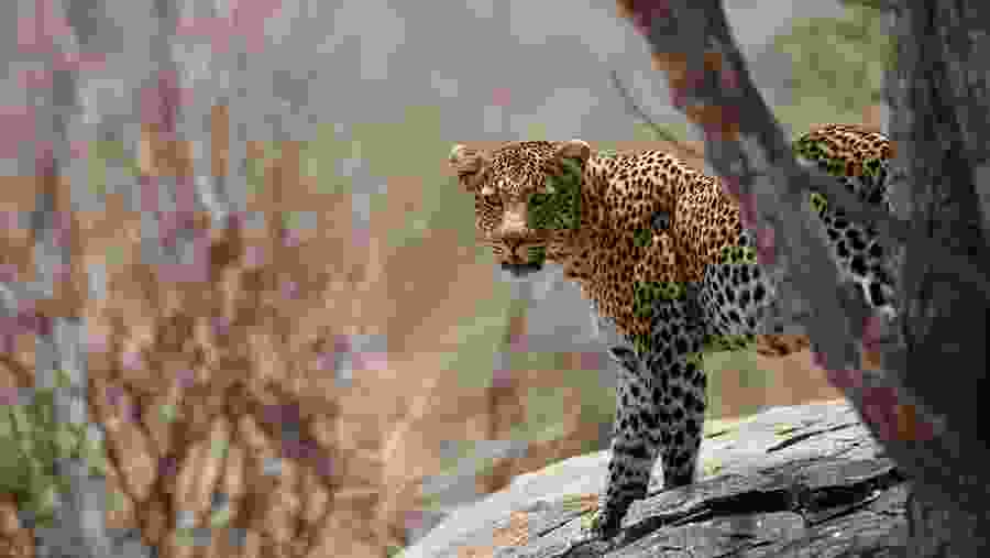 Wild Wonders of Ruaha