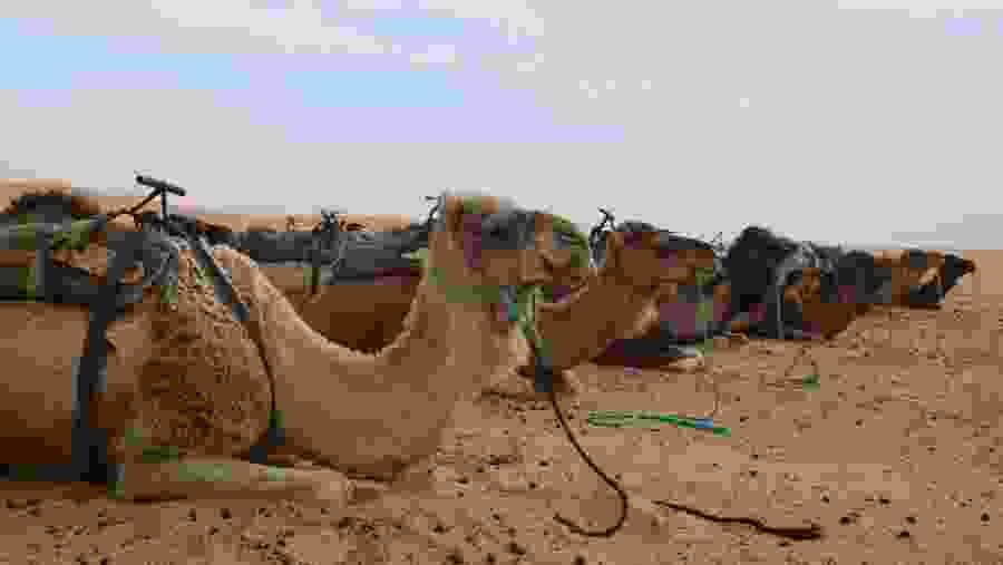 Enjoy camel rides in the Merzouga Desert