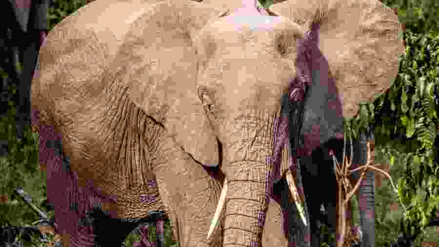 Witness the African wildlife