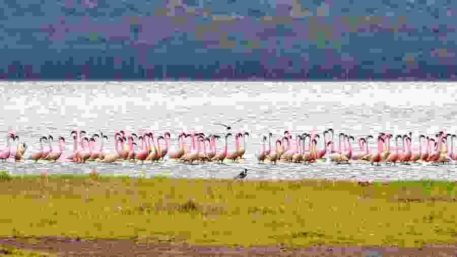 Pink flamingos at Lake Nakuru