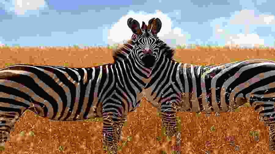 Zebras in Serengeti National Park