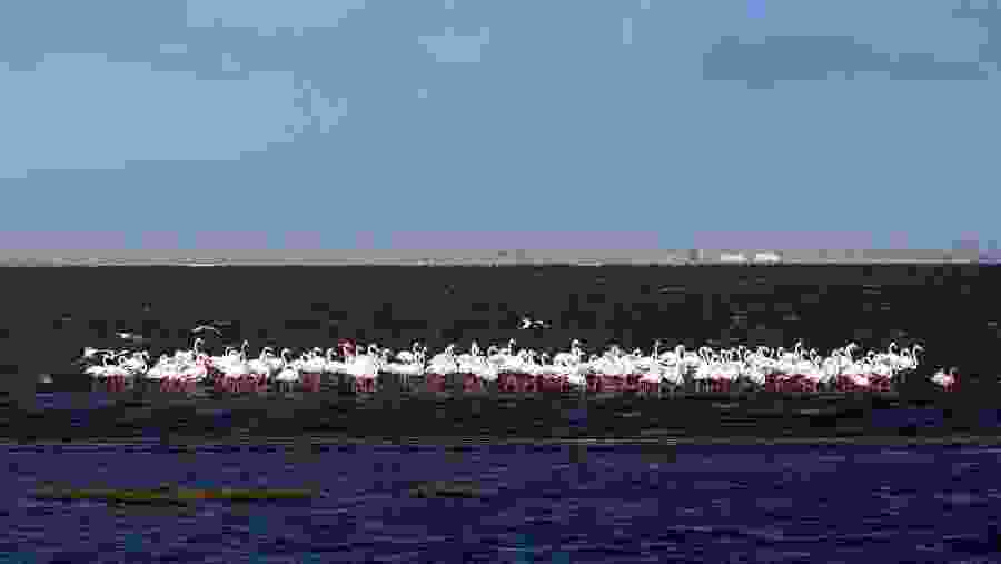 Flamingoes in Walvis B